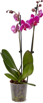 Phalaenopsis 2 Rispen, Topf Ø 12 cm