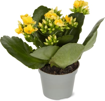 Mini-Blühpflanzen, Topf Ø 6 cm