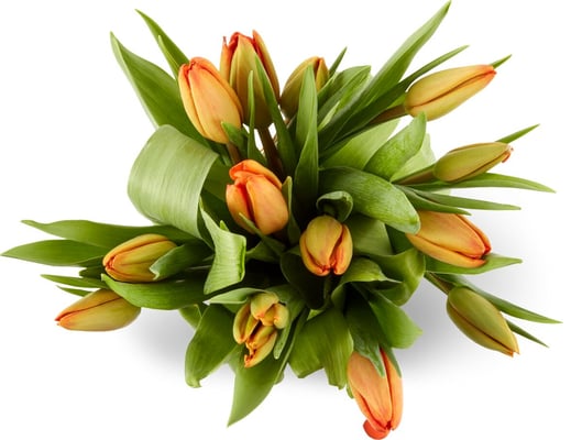 Tulpen, Bund 12 Stück, diverse Farben