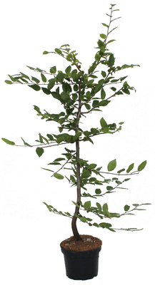 Hainbuche Carpinus betulus 10l Heckenpflanze