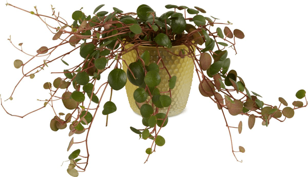 Mini Grünpflanzen im Keramiktopf, Ø 6 cm