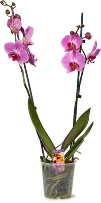 Phalaenopsis 2 Rispen, Topf Ø 12cm