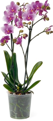 Phalaenopsis multiflora, Topf Ø 12cm