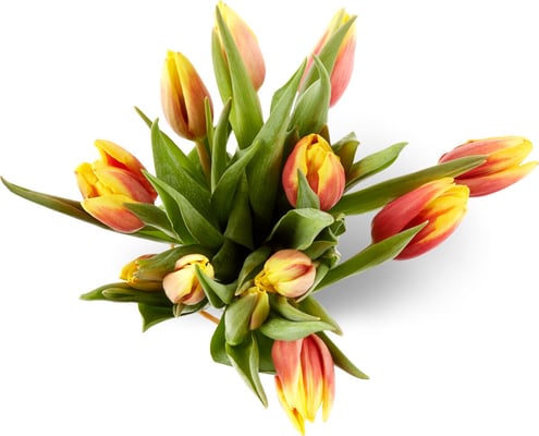 Tulpen, Bund 12 Stück, diverse Farben