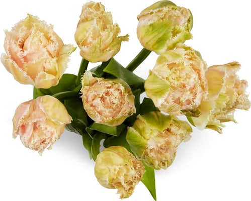M-Classic Tulpen gefranst, Bund 9 Stück