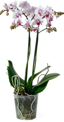 Phalaenopsis Multiflora 2 gambi