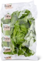 Lattuga verde