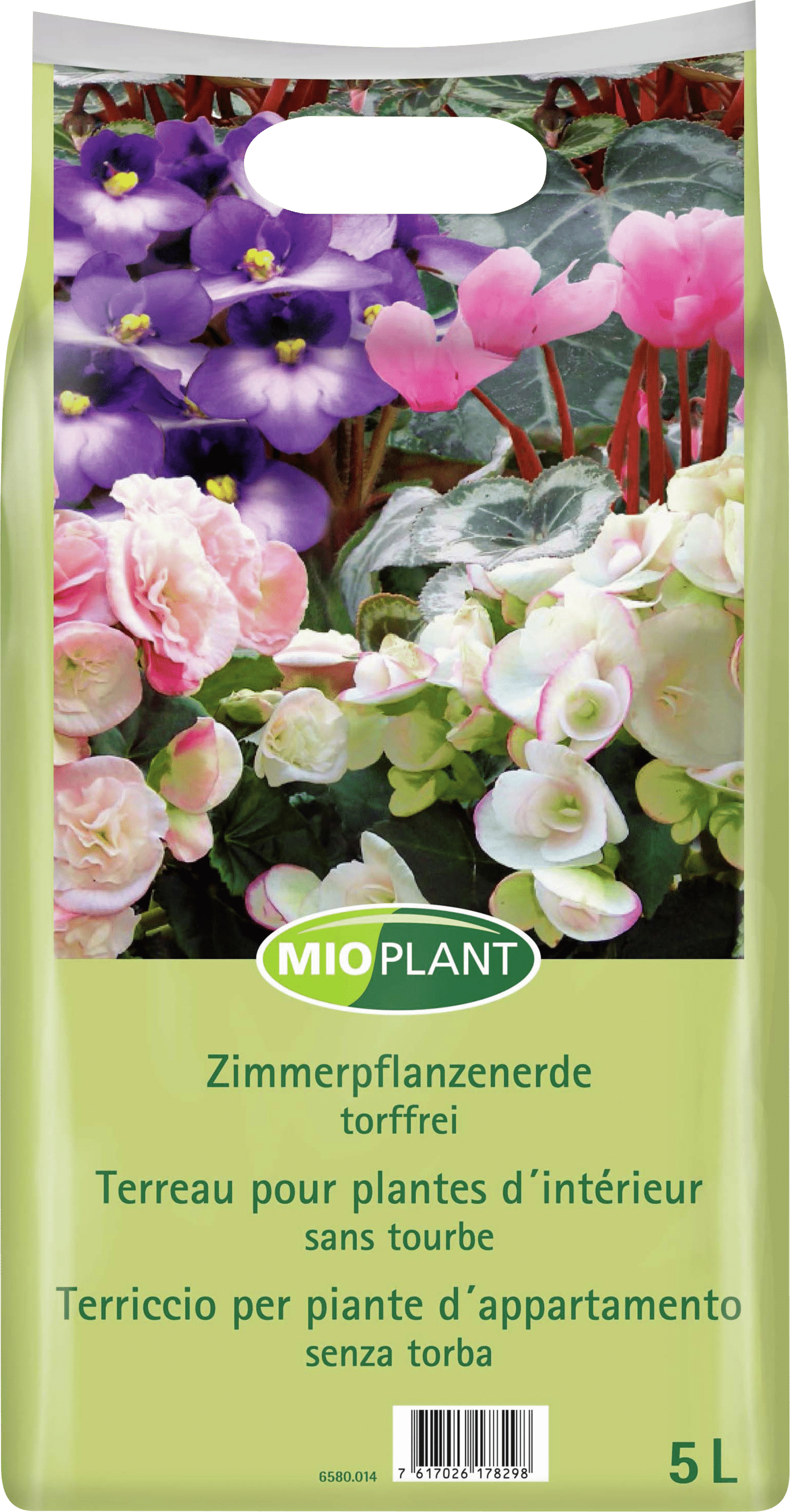 palmengewächse zimmerpflanzen Kentia-Palme - ↕160 cm - Ø27 cm