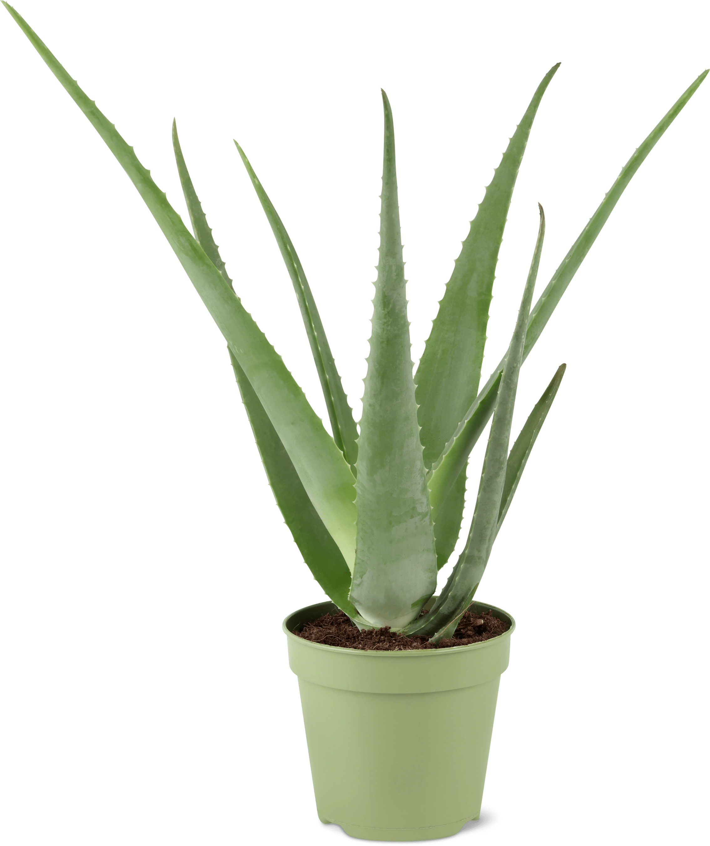douglas aloe vera gel Aloe Vera Gel | Pure and Natural main image 0
