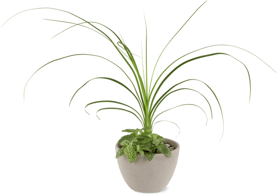 Ciotola con fiori piccola