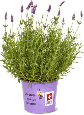 Aus der Region Lavendel Hidcote 17cm