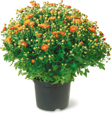 Chrysanthèmes 19 cm