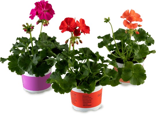 Aus der Region Geranien  10cm