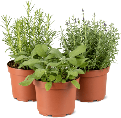 Bio Aus der Region Basil 18 cm