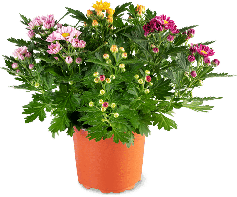 Aus der Region Harlequin Chrysanthemums 14 cm