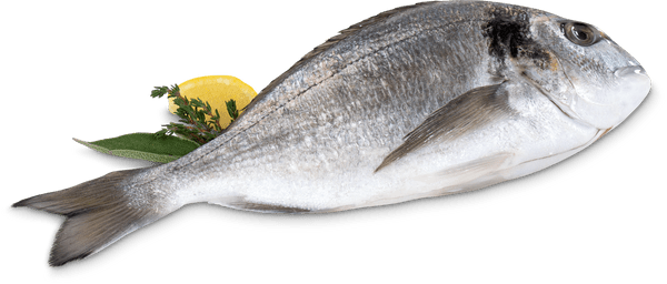 M-Classic ASC Sea Bream