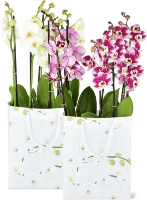 Phalaenopsis 3 pannocchie 12 cm