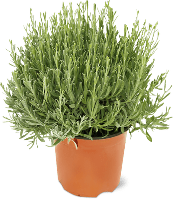 Bio Aus der Region Lavendel 18cm