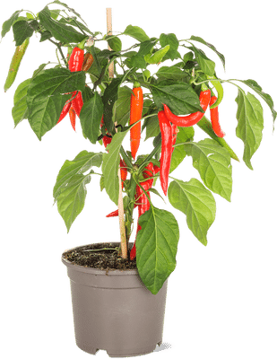 Peperoncino Pick & Joy