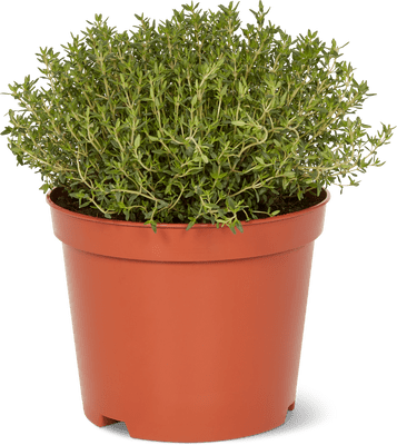Bio Timo 18 cm