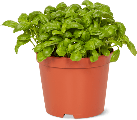 Bio Basilico 18 cm