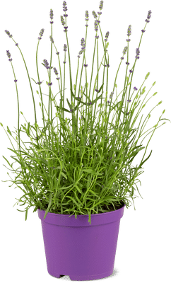 Bio Lavendel 18cm