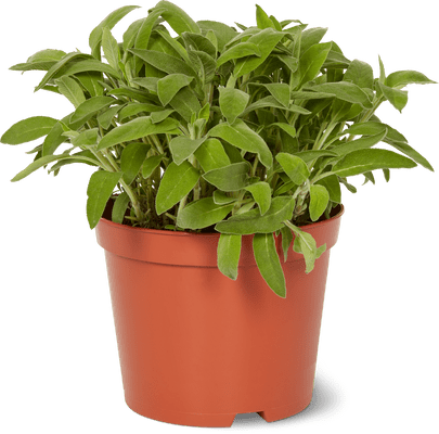 Bio Sage 18 cm