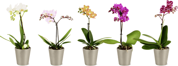 Phalaenopsis 1 stelo, 9 cm in coprivaso