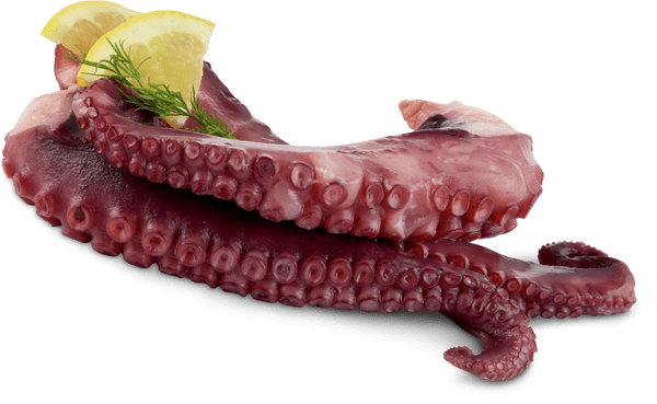 Pulpo-Tentakel