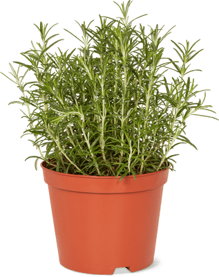 Bio Rosemary 18 cm