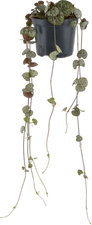 M-Classic Ceropegia 8.5cm