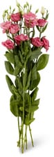 M-Classic lysianthus