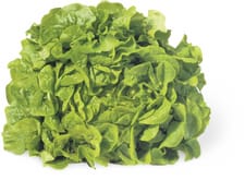Migros Bio Eichblattsalat grün