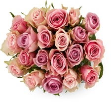 Mini-roses M-Classic, Fairtrade, le bouquet de 20, longueur de la tige 40 cm