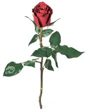 Fairtrade rose à la pièce