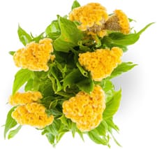 Fleurs de saison 2 DLR