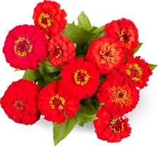 Fleurs de saison 1