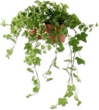 Hedera helix 13cm