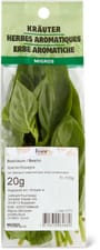 Basilic