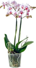 Phalaenopsis Multiflora 12cm