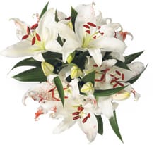 Lys M-Classic Oriental, le bouquet de 5