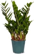 Zamioculcas 17 cm