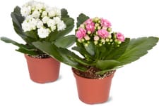 Kalanchoé à fleurs doubles 6 cm
