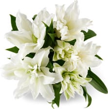 Lys Roselily