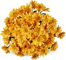 Chrysanthèmes Reagan, le bouquet de 7