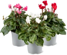 Cyclamen petites fleurs, 10cm