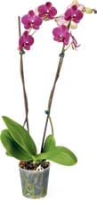 Phalaenopsis