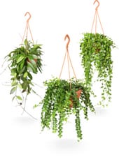 Suspension fleurie Mix 13cm