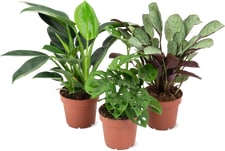 Plantes vertes Mix 12cm