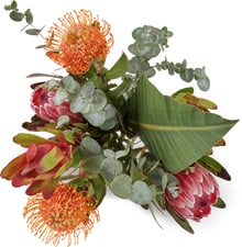 M-Classic bouquet de protéa